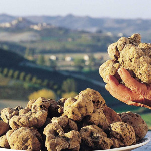 Alba Truffle Fair Tour