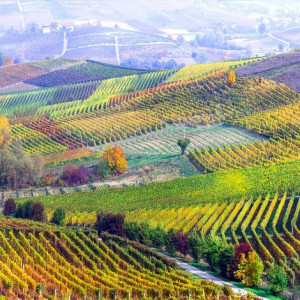 Discover Barolo and Langhe
