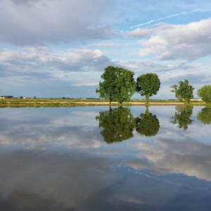 Una giornata tra risaie, memorie e meraviglie