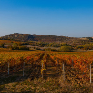 Sulle Tracce di Don Bosco<br>Tra spiritualità, colline e vini del Monferrato 