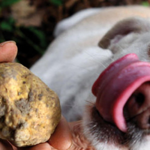 Caccia al Tartufo