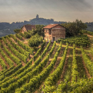 Torino Wine Tour