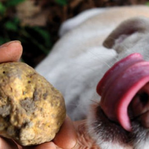 Fiera del Tartufo di Alba