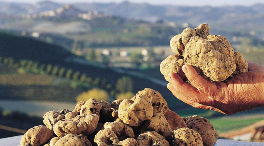 somewhere-tour-aziende-cacciaaltartufo-11.jpg