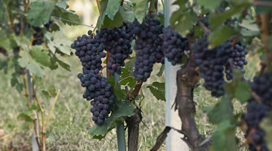 somewhere-tour-aziende-torinowinetour-13.jpg