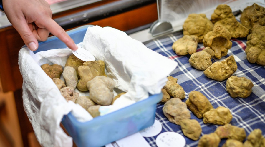 somewherehttpswww-fieradeltartufo-orgwp-contentuploads201810dsc1557-2298.jpg