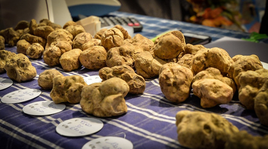 somewherehttpswww-fieradeltartufo-orgwp-contentuploads201810dsc9071-1-2299.jpg